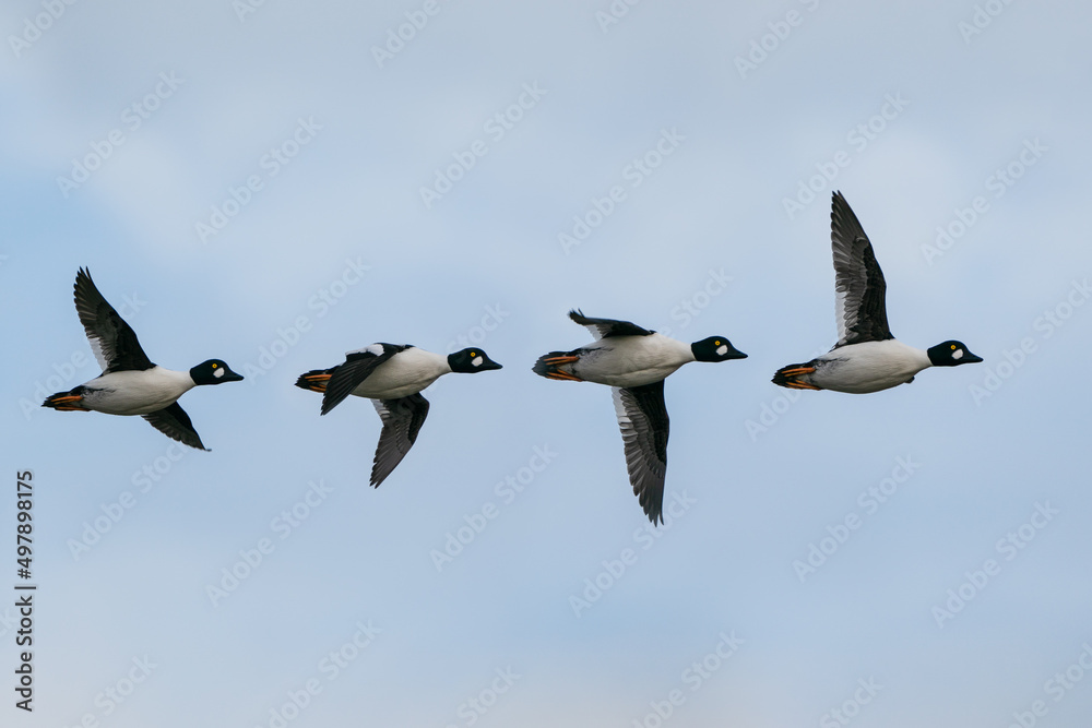 Obraz premium Goldeneye Duck Bucephala clangula family in flight