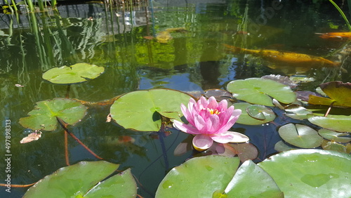 Water lilies on pond