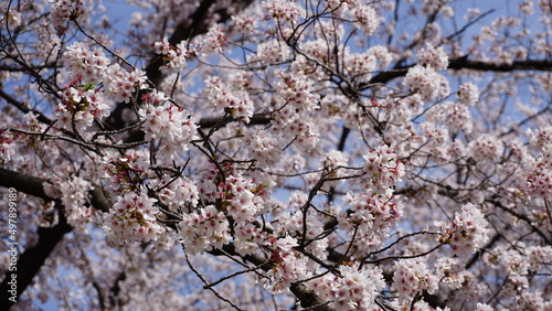 tree blossom © シゲ。