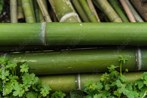 close up of green bamboo 