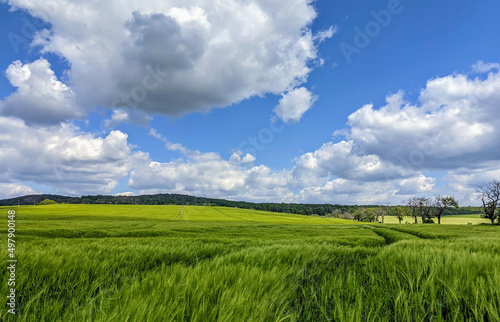 hilly landscape with green wheat fields swaying in the wind before harvest time blue sky and moving clouds on a sunny day in May during a hike in Germany near the mountains