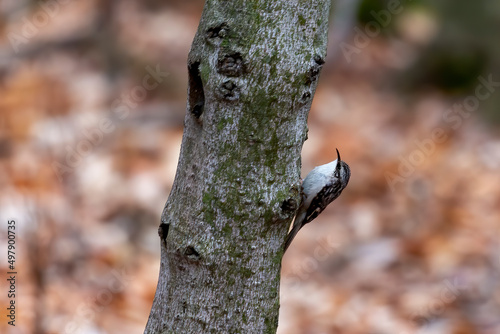 The brown creeper (Certhia americana), also known as the American treecreeper
