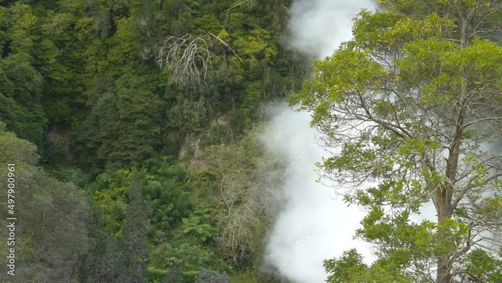 The hot springs by Furnas Lake in the Azores. Steam rises through trees The hot springs by Furnas Lake in the Azores. Steam rises through trees