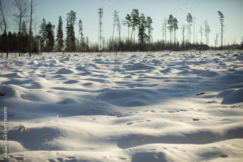 Winter field and forest. Landscape on deforestation. Open space in natural park.