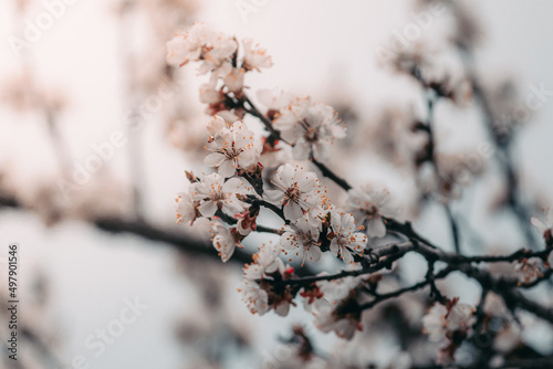 Macro photo of a spring flower. Blooming apricot tree in spring with white beautiful flowers. Natural seasonal background.