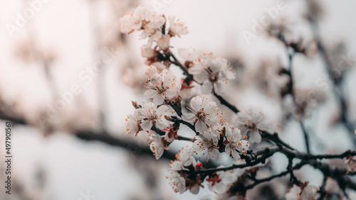 Macro photo of a spring flower. Blooming apricot tree in spring with white beautiful flowers. Natural seasonal background.