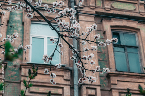 Macro photo of a spring flower. Blooming apricot tree in spring with white beautiful flowers. Natural seasonal background.
