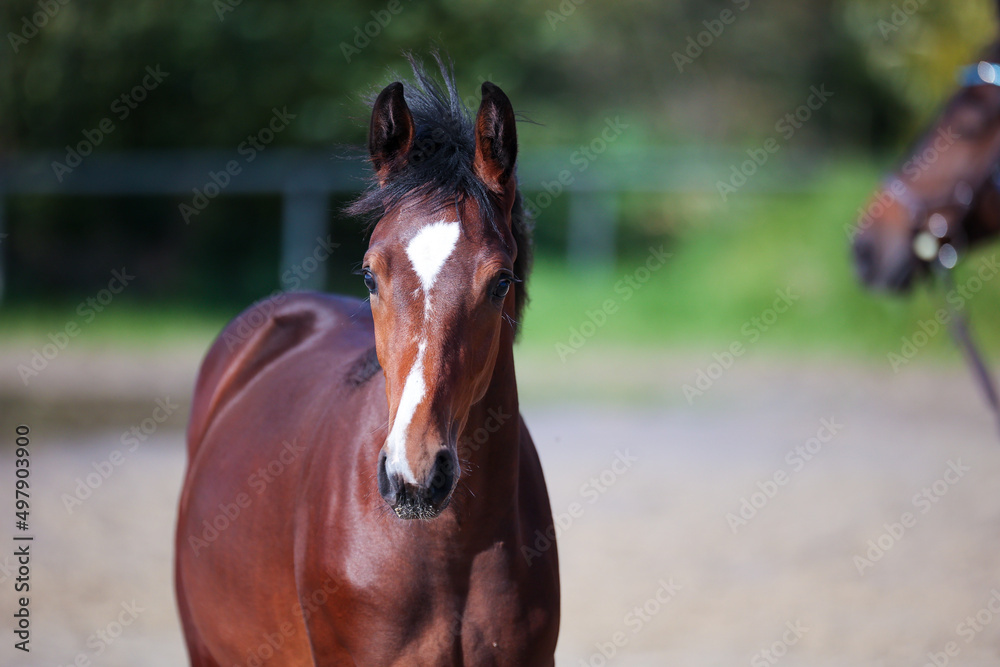 Obraz premium Foal brown with white pallor in head portraits with body approach from the front..