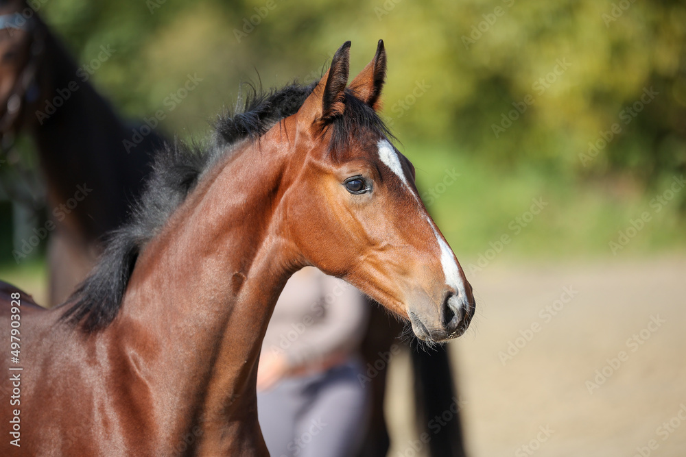 Fototapeta premium Foal head portraits in the sunshine from the side with ears pricked..