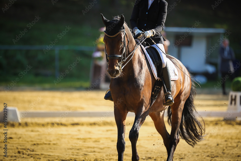 Obraz premium Dressage horse with rider during a gallop test in the sunrise..
