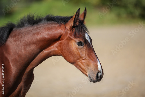 Foal brown in head portraits from the side with neck base..