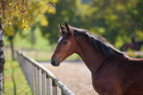 Foal brown with pallor stands at the edge of the riding arena.. photo