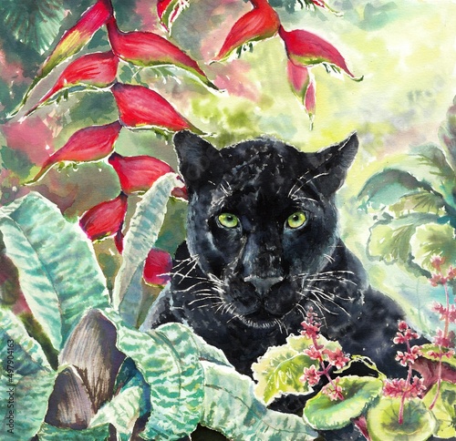 Panther is found among tropical plants, watercolor painting.