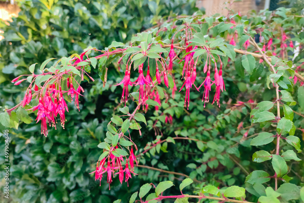 Purple red colored Fuchsia flowers in a garden Purple red colored Fuchsia flowers in a garden