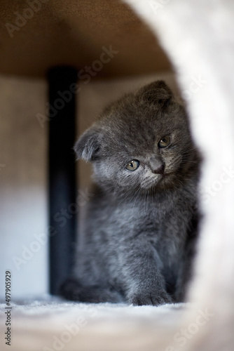 Cute playful british gray kitten playing on Furniture Scratching Deterrent Tree at home, Scratcher Posts, funny cat. Love animals, pet.