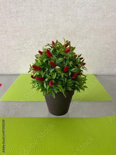 Canvas Print A plant of capsicum annuum with small red peppers in a black plant pot
