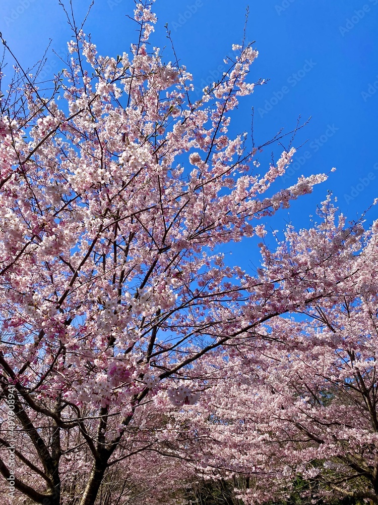 日本・石川県金沢市　満開の桜