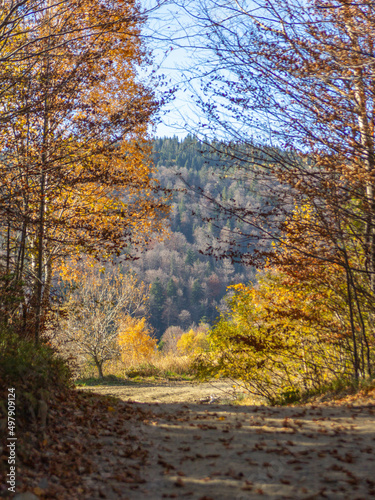 Autumn colors in the mountain forests