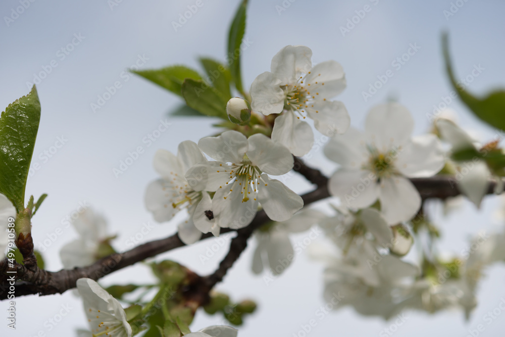 Obraz premium white tree blossoms on a light blue sky