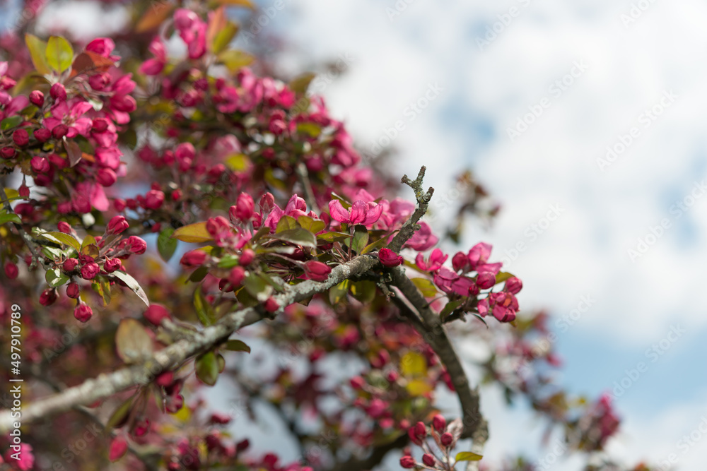 pink blossoms and sky with clouds pink blossoms and sky with clouds