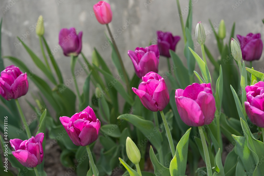 tulips in pink and purple growing by a wall