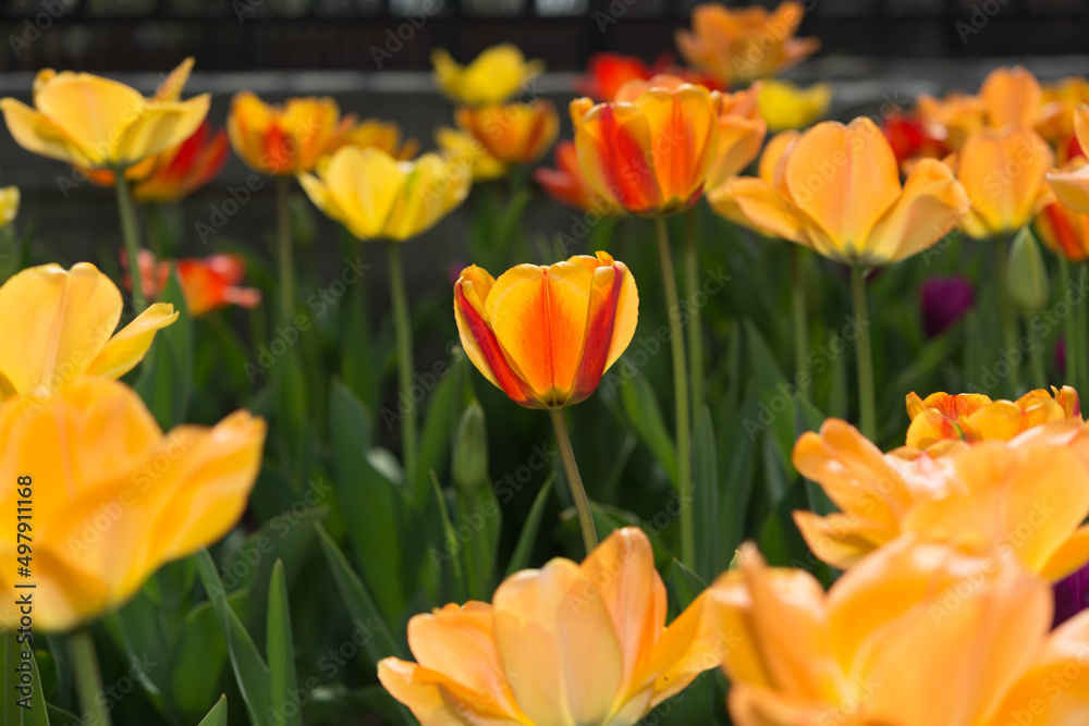 tulips in the sun tulips in the sun