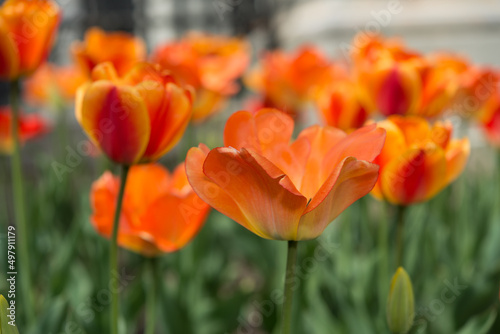 field of orange tulips close up