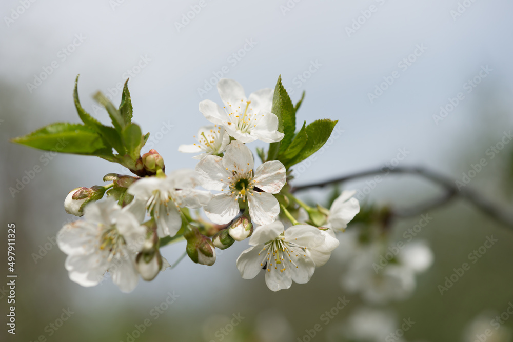 Obraz premium tree flowers in the sun