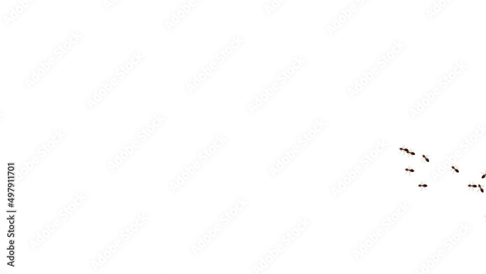 Line of worker ants marching in search of food on white background animation. green screen 3d 4K. Ant insect, emmet insects Pismire. Teamwork Pest snthill. Ant insects randomly crawling over screen