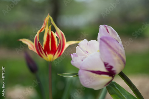 two varieties of tulips in the orchard