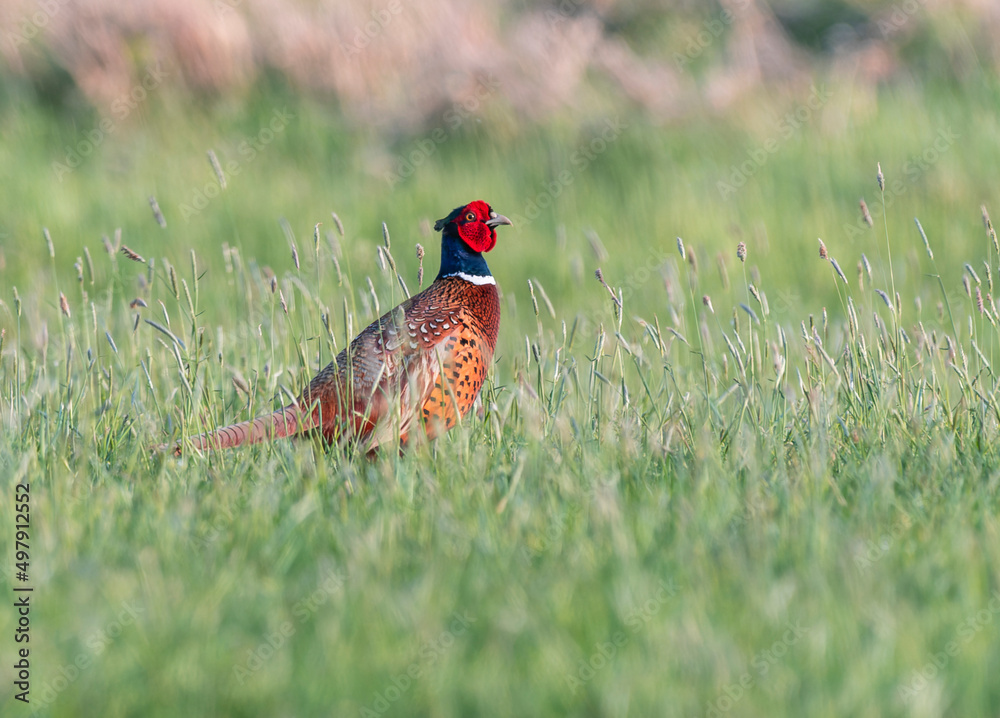 Fototapeta premium Phasianus colchicus in fresh spring grass