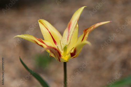 star shaped tulip on a brown background