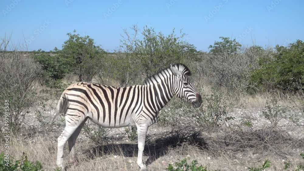 lonely zebra standing