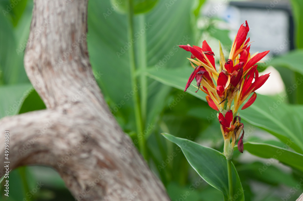 Canna lily at the conservatory Canna lily at the conservatory