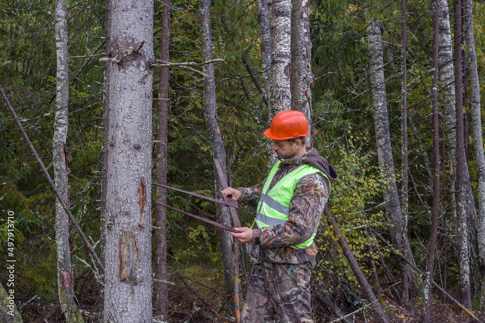 A forest worker works in the forest with a measuring tool.
