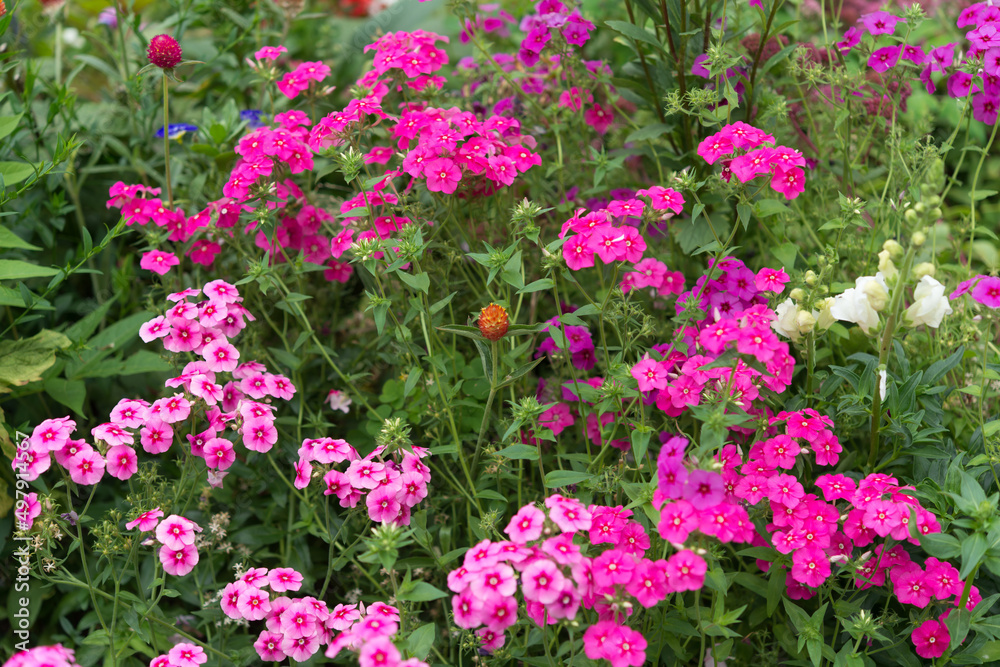 small pink flowers in the garden (phlox?)