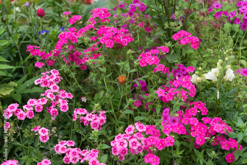small pink flowers in the garden  phlox  