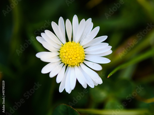 Common daisy flower