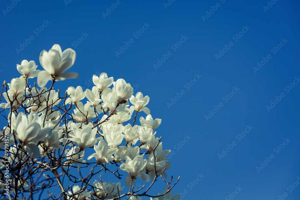Landscape with spring light, parks and flowers. Landscape with spring light, parks and flowers.