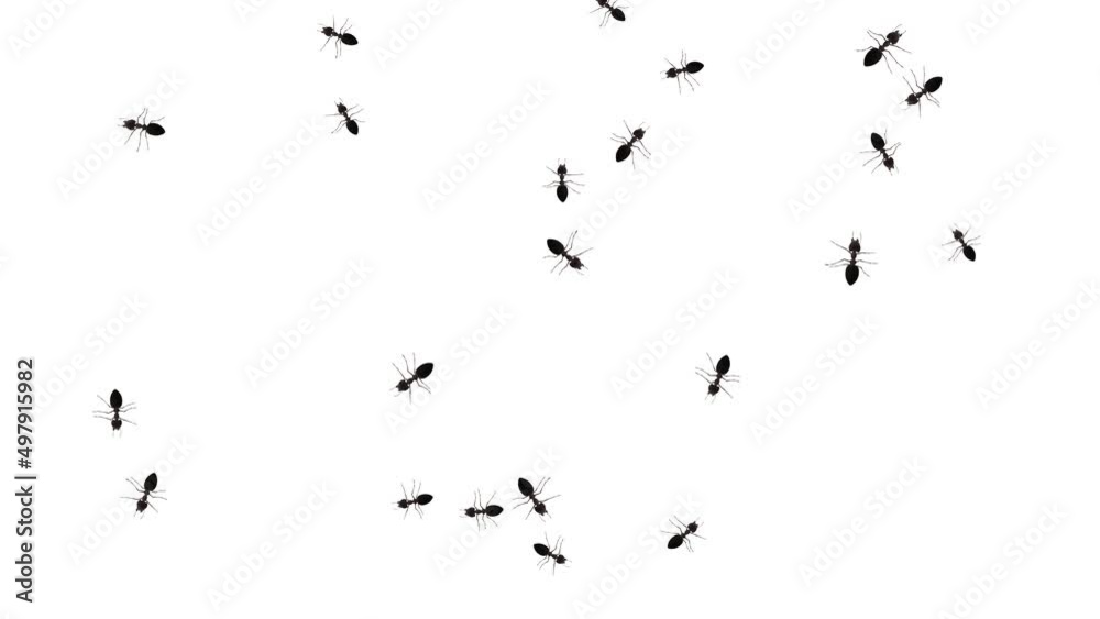 Ant insects randomly crawling green screen white Background animation. Ant trail column. insect silhouettes trip. Teamwork, hard work. Set line target sport, team leader, virus, raster protection.