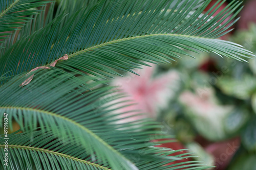Cycas revoluta (sago palm leaf) close up (with elephant ear foliage in the background)