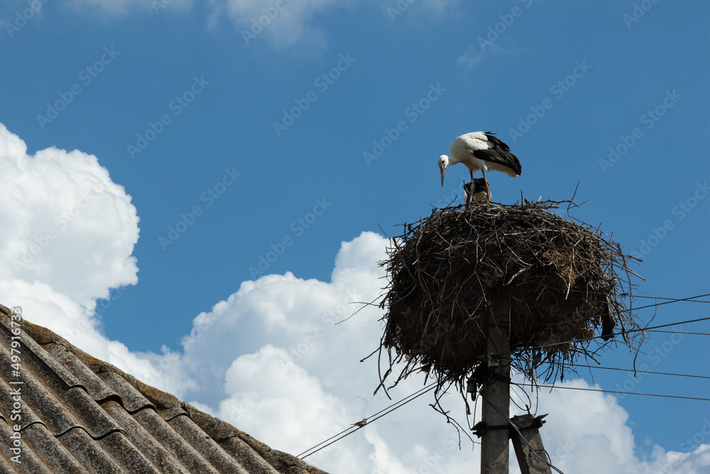 Fototapeta premium selective focus on a stork in the nest, which tilted its head against the background of a tiled roof and sky