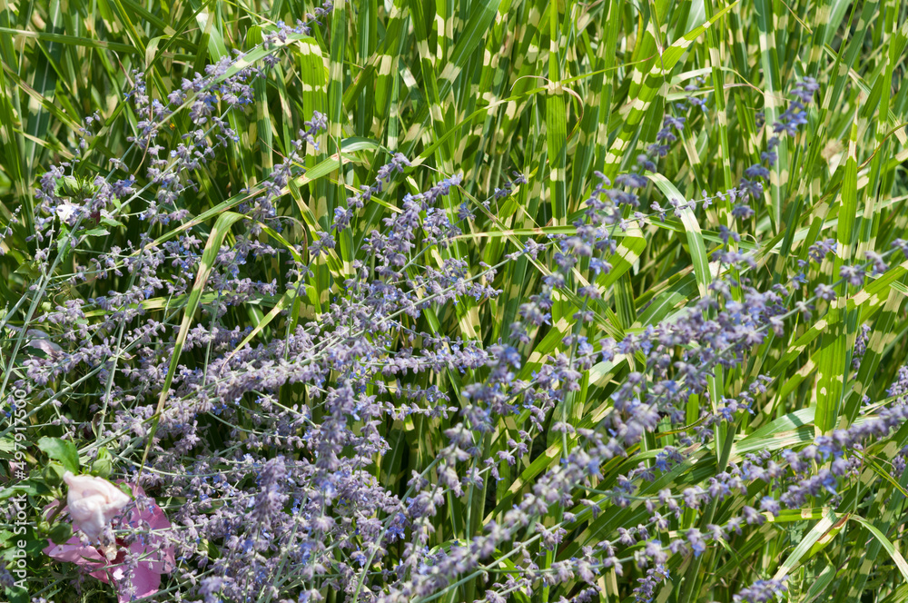 Salvia yangii and ornamental grass combinatory Salvia yangii and ornamental grass combinatory