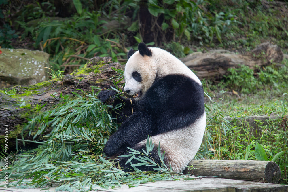 餌を頬張る可愛いジャイアントパンダ StockFoto Adobe Stock