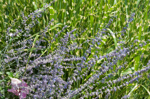 Salvia yangii and ornamental grass combinatory photo