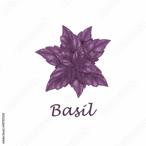 Basil. Purple basil leaves. A fragrant plant for seasoning. Vector illustration isolated on a white background