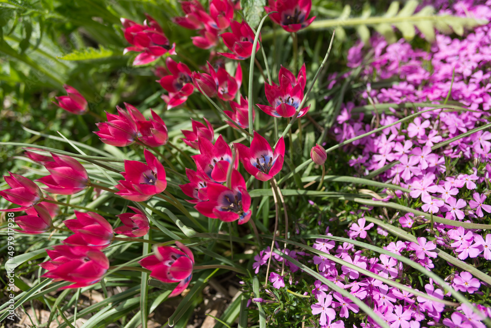 dwarf tulips and creeping phlox in the garden
