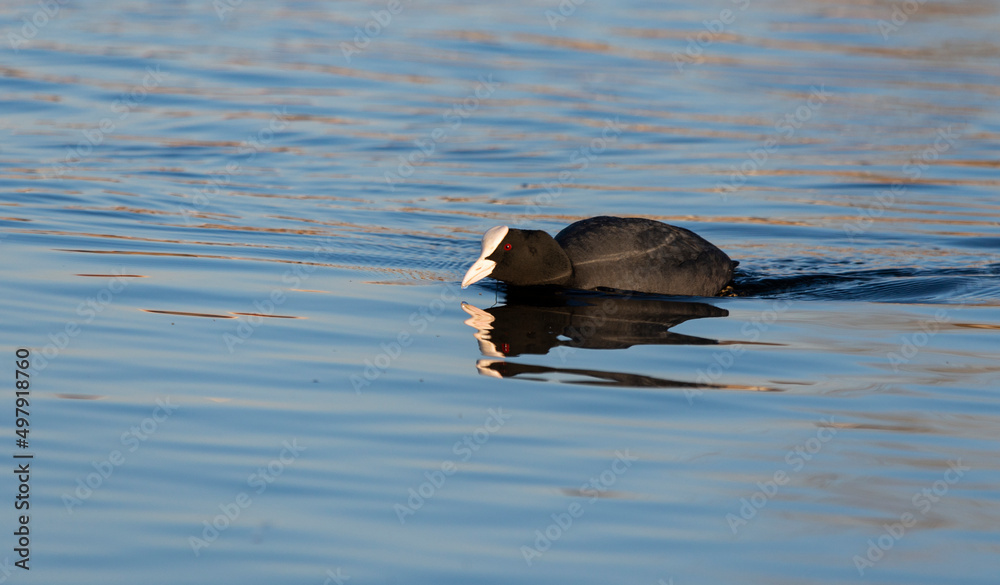 Fulica atra on the lake