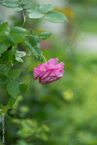 isolated pink flower in the garden
