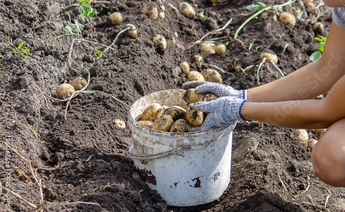 Potatoes grown in his garden. The farmer holds vegetables in his hands. Food.